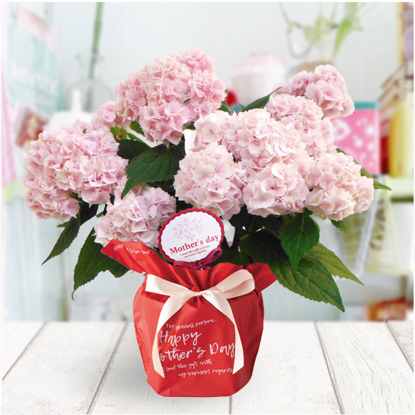 [送料無料][早届け][2021年 母の日ギフト][予約]ヤマアジサイ 伊予獅子てまり 4号鉢植え*[あじさい 母の日プレゼント]