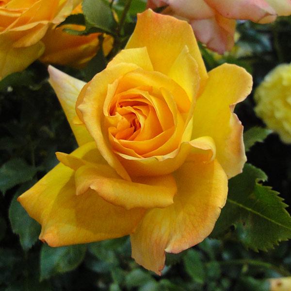 お値下げしました❢オールドバカラ、赤と金のつる花柄グラス 超希少のお品物 根本硝子 Hu-Die 金赤 オールドグラス グラス 江戸切子