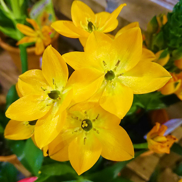 オーニソガラム：イエロー4号鉢植え