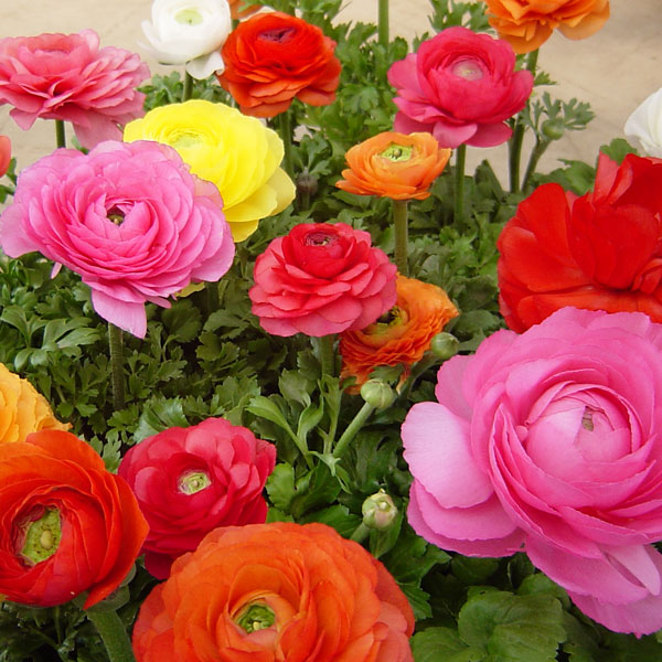 ラナンキュラス：小春びより花色アソート3.5号ポット 2株セット