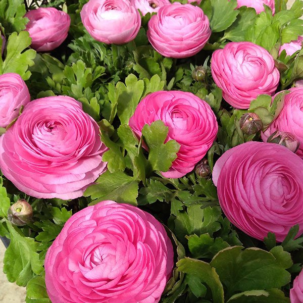 ラナンキュラス：ワンダーランドiQ：ピンク3.5号ポット 4株セット