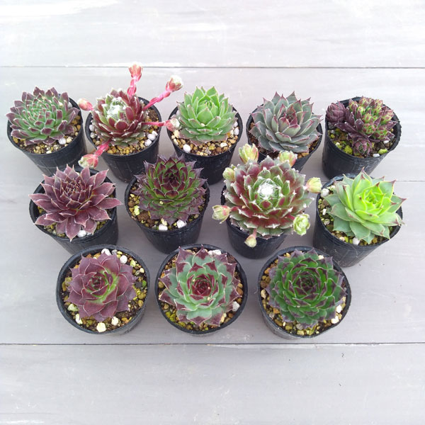 園芸ネット本店｜センペルビウム（センペルビバム） 1.5号鉢植え