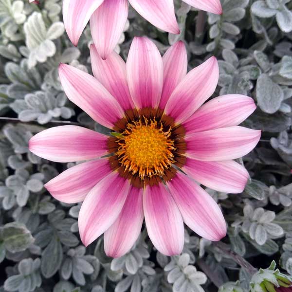 ガザニア（宿根）：クリムゾンフラッシュ3-3.5号ポット 2株セット