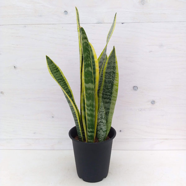 サンセベリア（サンスベリア） ローレンティ 　5号鉢植え