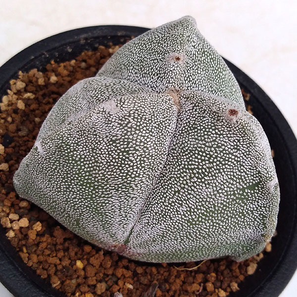 サボテン：三角鸞鳳玉（さんかくらんぽうぎょく）2.5号