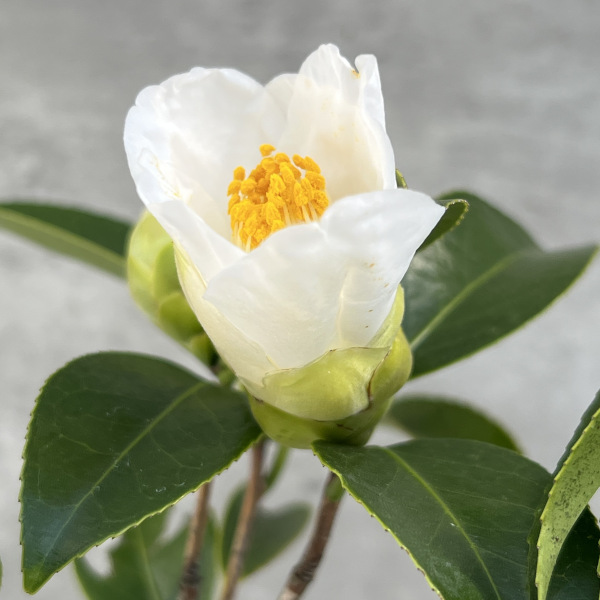 椿（ツバキ）：一休（いっきゅう）3号ポット