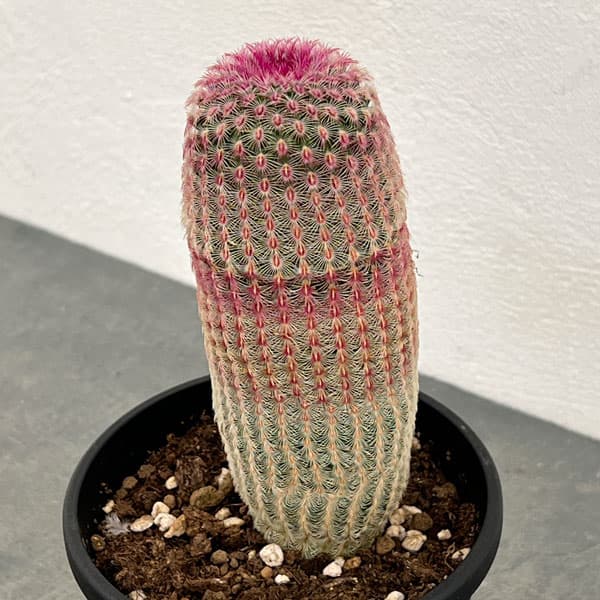 サボテン:エキノセレウス 紫太陽 4号鉢植え