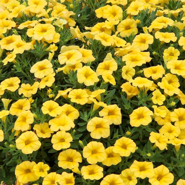 カリブラコア：ふわリッチ(R)イエロー3号ポット6株セット(PVP)