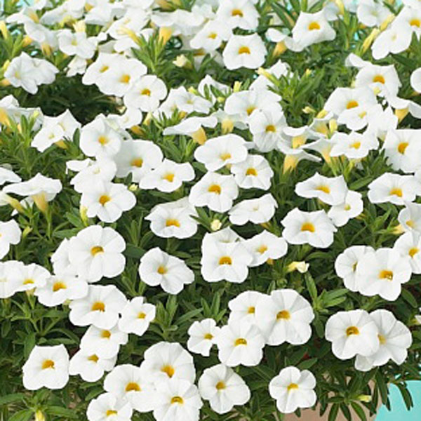 カリブラコア：ふわリッチ(R)ホワイト3号ポット6株セット(PVP)