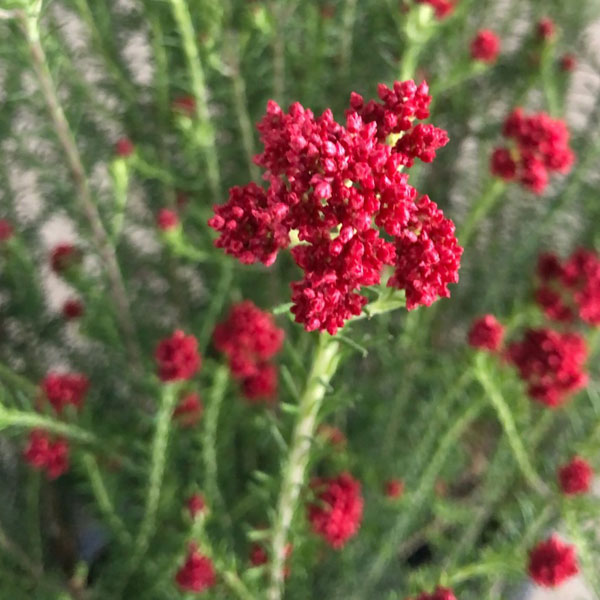 ライスフラワー・キャンディーレッド3号ポット 2株セット