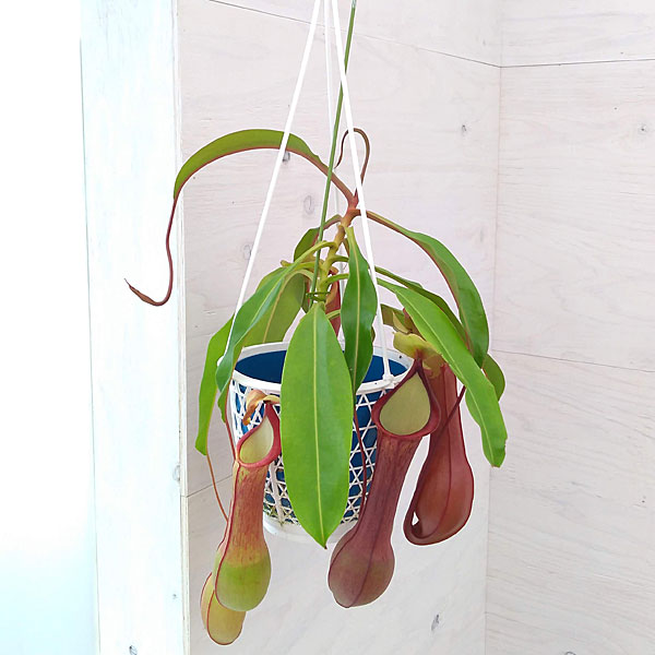 食虫植物:うつぼかずら(ネペンテス)アカネ5号鉢