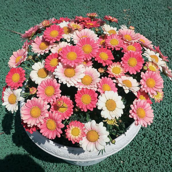 マーガレット：スマッシュ　アプリコットピンク3～3.5号ポット 3株セット