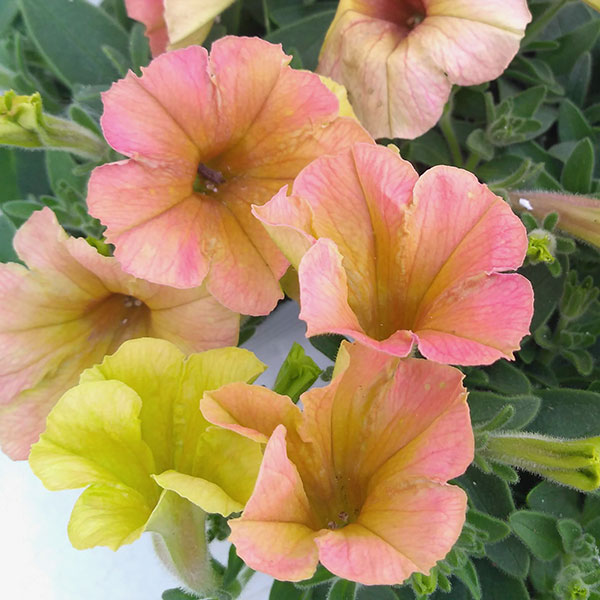 ペチュニア：トロピカルティー3.5号ポット