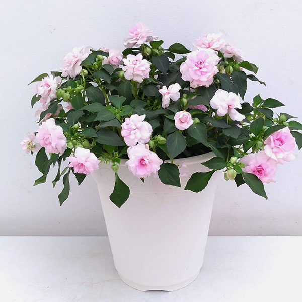 フィエスタ：アップルブロッサム8号鉢