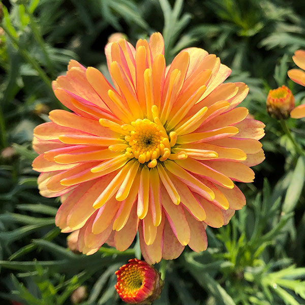 園芸ネット本店｜マーガレット：スマッシュ ダブルアプリコット3～3.5