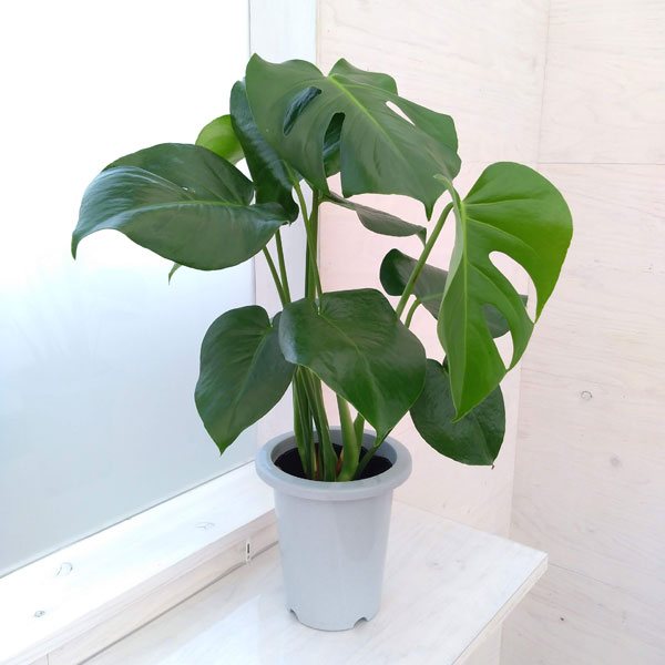 モンステラ：デリシオサ　6号鉢植え