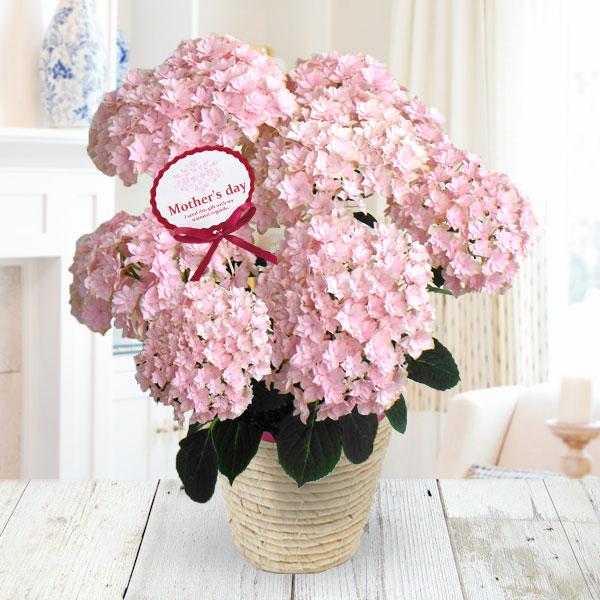 園芸ネット本店｜[送料無料]×[2023年 母の日ギフト][予約]アジサイ：美