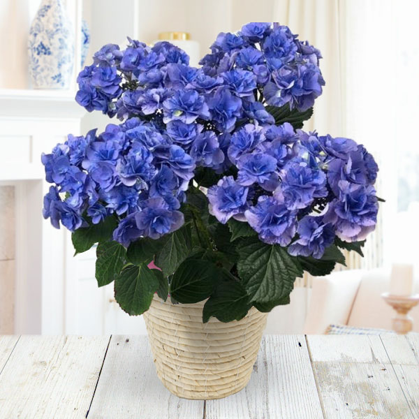 紫陽花　アジサイ　イリス、フェアリーマーブル　ブルー　２鉢セット　花苗Ｂ 楽天市場】【花終わり】アジサイ（紫陽花・あじさい