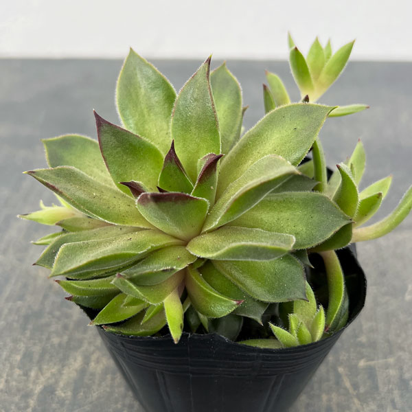 センペルビウム：テデルハイド　3号ポット