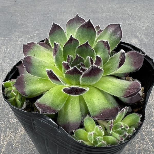 センペルビウム：ラズベリーアイス　3号ポット