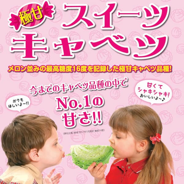 極甘!スイーツキャベツ3号ポット 2株セットy