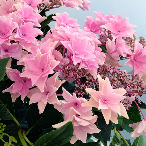 アジサイ：雨のち星（ピンク） 5号鉢植え