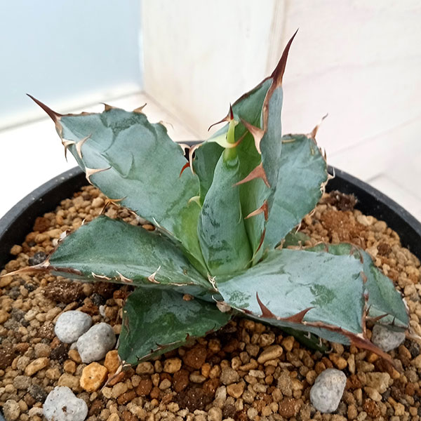 アガベ ブラック アンド ブルー 5号鉢 アガベ チタノタ・ブラックアンドブルー【多肉植物 5号鉢／1個