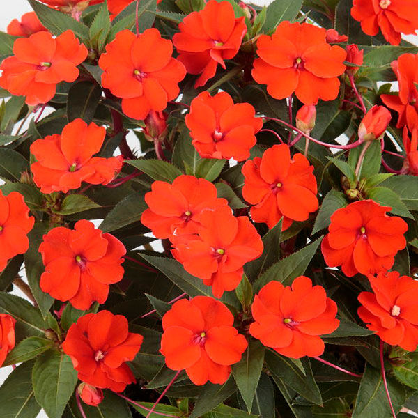 [送料無料][26年4月上旬予約]インパチェンス：サンパティオ(R)オレンジ3.5号ポット 20株セット(R)