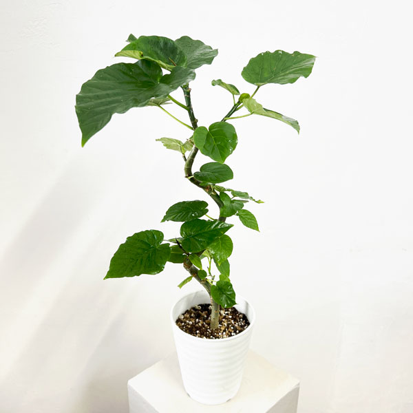 フィカス：ウンベラータ（曲げ仕立て）　5号鉢植え*