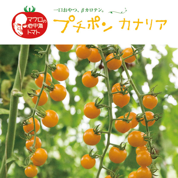 [26年4月下旬予約]イタリアントマト：プチポンカナリア3号ポット 6株セット