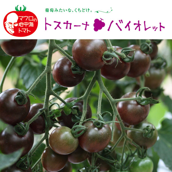 [26年4月下旬予約]イタリアントマト：トスカーナバイオレット3号ポット 6株セット
