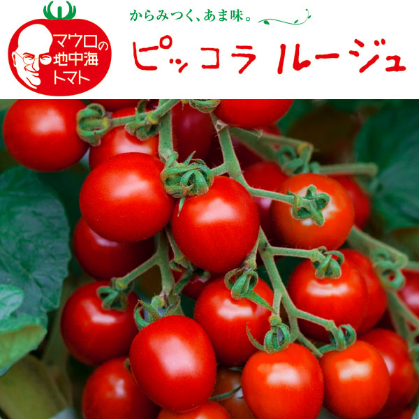 [26年4月下旬予約]イタリアントマト：ピッコラルージュ3号ポット 6株セット