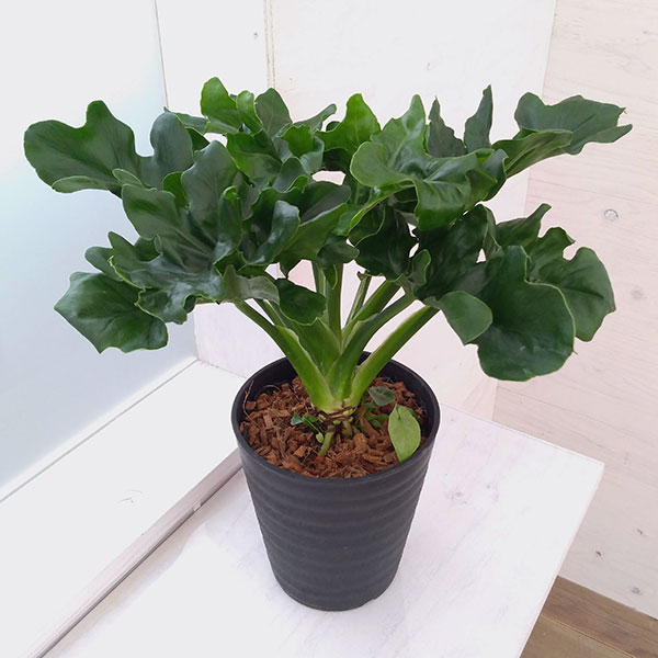 フィロデンドロン：セローム・スーパーアトム　5号鉢植え