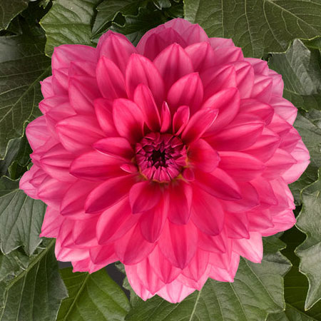 園芸ネット本店｜ダリア：ダリーニャマキシ メンドーサ(クリアピンク