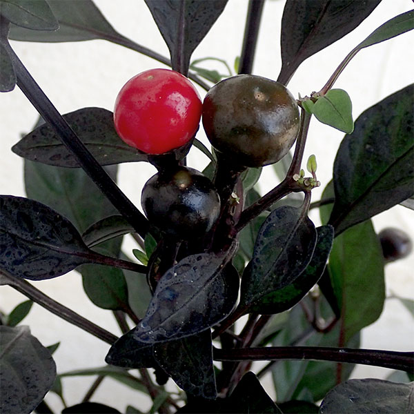 赤い実 赤いシュガービーズのようなピラカンサの実(ドライ) 扱いやすい細枝