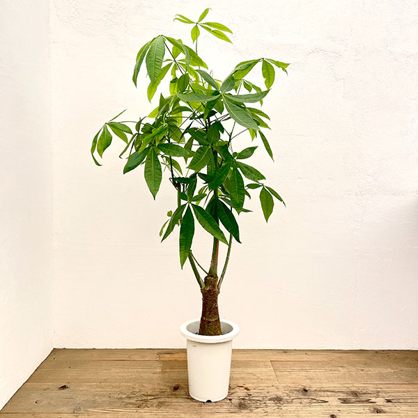 パキラ：グラブラ（実生株）　7号鉢植え*