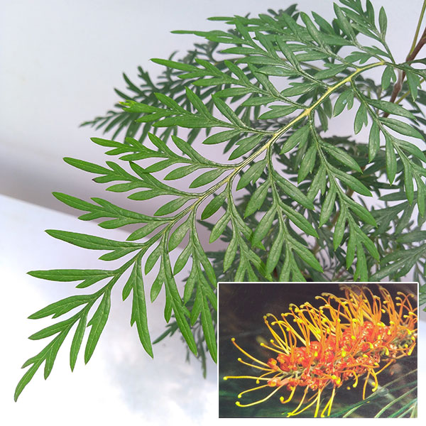 グレヴィレア：ロブスタ3.5号ポット