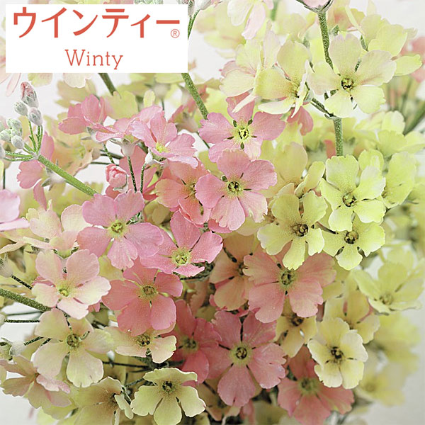 [送料無料]サクラソウ：ウインティーピーチ3.5号ポット 20株セット