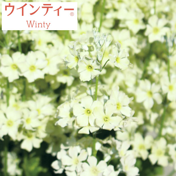 [送料無料]サクラソウ：ウインティーライムグリーン3.5号ポット 20株セット