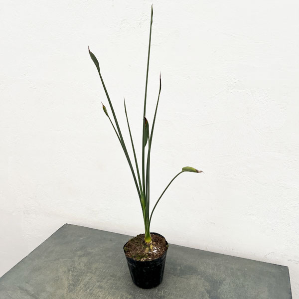 ストレリチア：ユンケア（根上仕立て） 5号ポット（ノンリーフ）