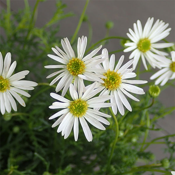 ブラキカム：ホワイティー3.5号ポット