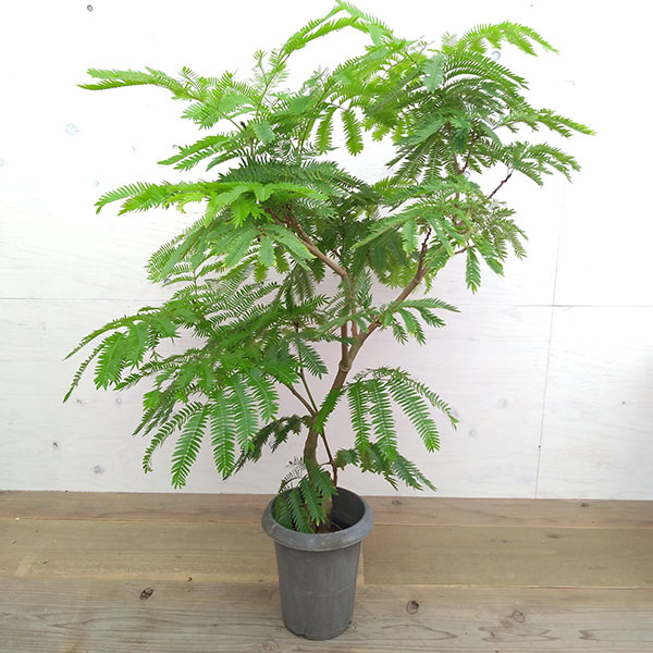 （わけあり特価）エバーフレッシュ　6号鉢植え