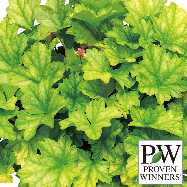 ヒューケラ・ドルチェ フローズンマスカット3.5号ポット