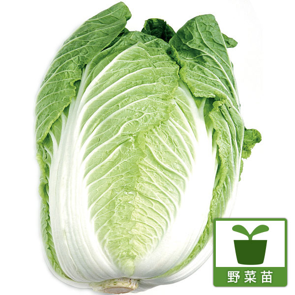 しゃぶしゃぶ白菜  味王（あじおう）苗3号ポット 2株セットy