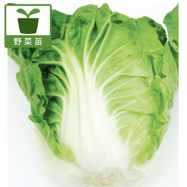 しゃぶしゃぶ白菜  味速（あじはや）苗3号ポット 2株セットy