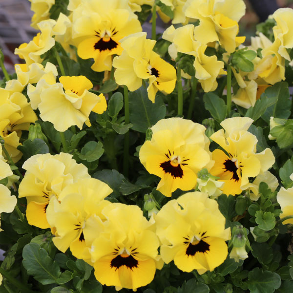 MSKガーデン小輪フリンジビオラ：アールヌーボーイエロー3号ポット 6株セット