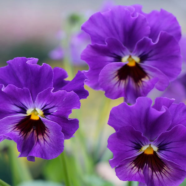 [送料無料]MSKガーデン小輪フリンジビオラ：アールヌーボーパープル（ブルー）（アソート）3号ポット24株セット