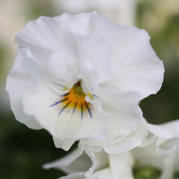 MSKガーデン小輪フリンジビオラ：アールヌーボーホワイト3号ポット 3株セット