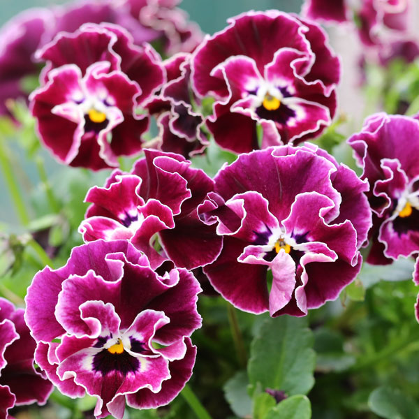 MSKガーデン小輪フリンジビオラ：アールヌーボークリスマスキャロル3号ポット 3株セット