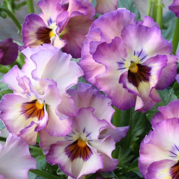 MSKガーデン小輪フリンジビオラ：アールヌーボーキンダーガルテン（幼稚園）（アソート）3号ポット 3株セット